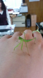 �˔\���Ȃ���Γw�͂�