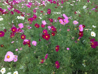 �Ђ����Ȃ��C�l����