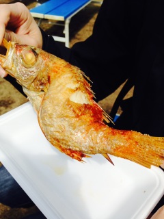 �n���߂��t�F�X