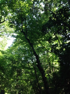 ���X�͌k�J