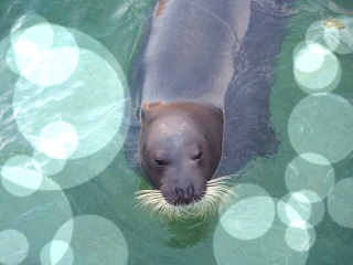 ����V�[���[���h