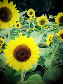 �Ђ����C�l����